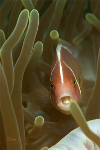 Pink anemonefish and it's isopod by Sven Tramaux 